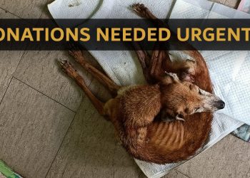 Donate NOW to help newly-rescued Dogs from Lim Chu Kang