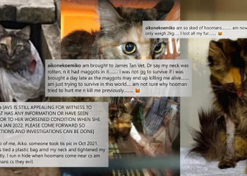 Aiko’s caregivers seek justice for abused cat with maggot-infested neck that was allegedly abandoned