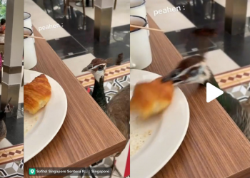Peahen casually strolls up and steals girl’s croissant during staycation at Sofitel Sentosa