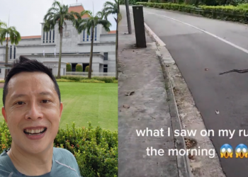 PAP MP encounters long and fast snake during morning jog near Catholic Junior College
