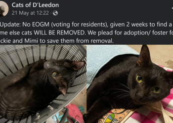 D’Leedon Condo issues notice to remove 2 cats, Mimi & one-eyed son, without holding EOGM