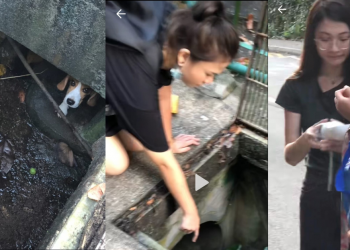 Couple in Sentosa spots lost beagle inside drain, lure it using dog treats and help reunite it with owner