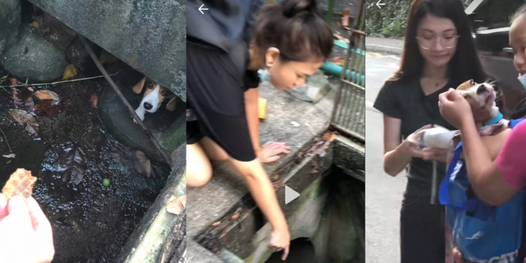 Couple in Sentosa spots lost beagle inside drain, lure it using dog treats and help reunite it with owner