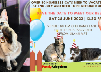 “Eviction” Adoption Drive to be held for 80+ cats that need urgent rehoming due to land reclamation
