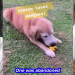 “I object to purchasing dogs. All my dogs are rescue dogs.” – Minister K Shanmugam