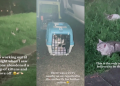 ‘You’re an angel’ – Internet praises man who rescued cats abandoned at Marsiling Park at Midnight by culprit who drove off