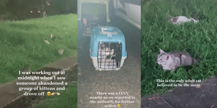 ‘You’re an angel’ – Internet praises man who rescued cats abandoned at Marsiling Park at Midnight by culprit who drove off