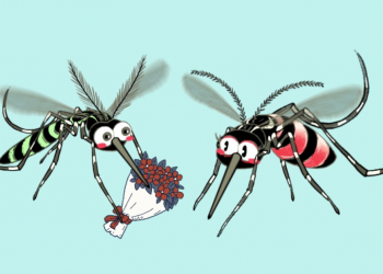 Project Wolbachia | Singapore’s Ingenious Way To Curb Dengue