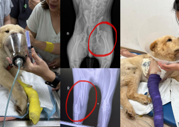 Fundraiser started for medical expenses of Bingo, a 1-year-old Chow Chow that was run over, and dragged under, a BMW in a hit-and-run accident