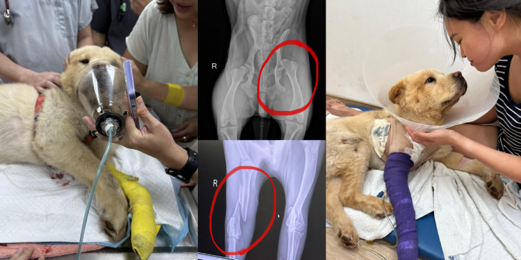 Fundraiser started for medical expenses of Bingo, a 1-year-old Chow Chow that was run over, and dragged under, a BMW in a hit-and-run accident