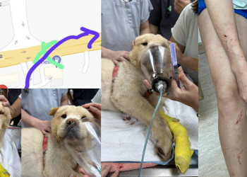 Appeal for Witnesses: Black BMW involved in hit-and-run with lady and her dogs at New Loyang Link, Chow Chow was dragged under BMW