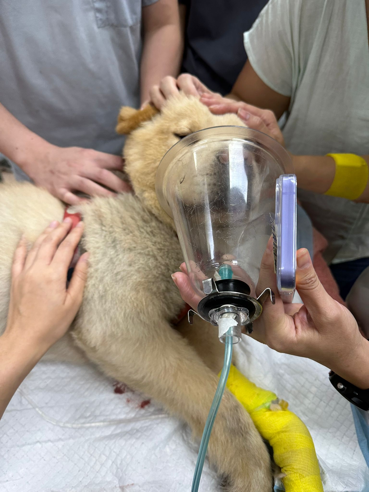 Dog Accidents Involving Tulle Fabric