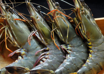 Prawning Spots In Singapore For Some Laid Back Fun