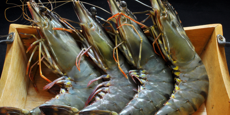 Prawning Spots In Singapore For Some Laid Back Fun