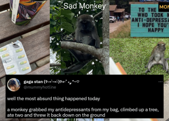 Prozac Monkey: Monkey in Singapore’s Botanic Gardens grabs student’s anti-depressants, eats two, then throws it back