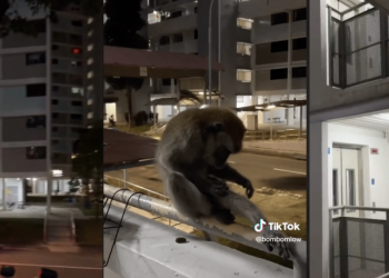 Monkey Business In Ang Mo Kio Estate, Caught Lepaking On HDB Corridor Railing