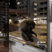Monkey Business In Ang Mo Kio Estate, Caught Lepaking On HDB Corridor Railing