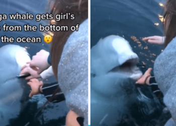 Beluga Whales retrieves and returns mobile phone to its owner after it dropped in the water