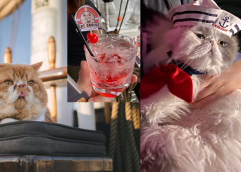 World’s first Cat Cruise by the Royal Albatross has guests feline good