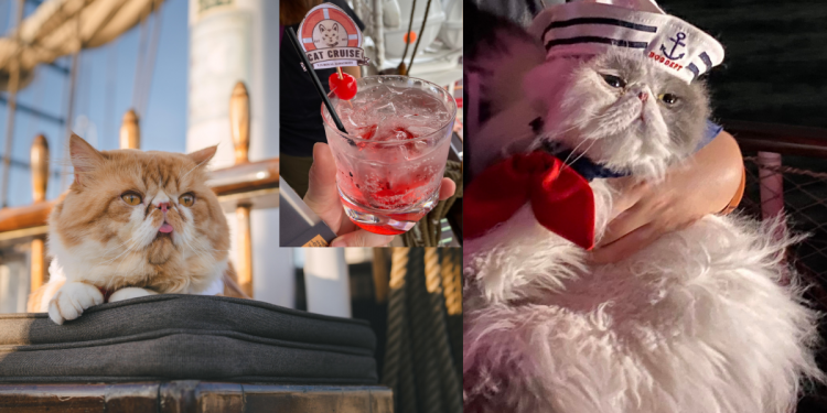 World’s first Cat Cruise by the Royal Albatross has guests feline good