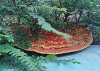 Large fungus spotted in Woodlands HDB, netizens wonder what it is