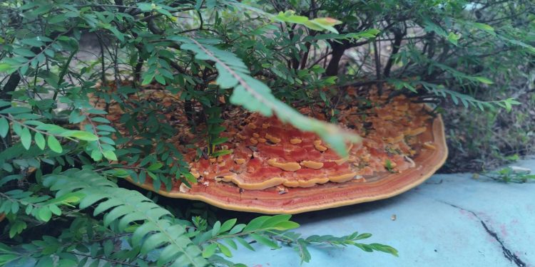 Large fungus spotted in Woodlands HDB, netizens wonder what it is