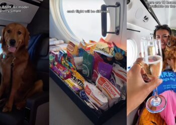 BARK Air : A 100% totally real airline for dogs.