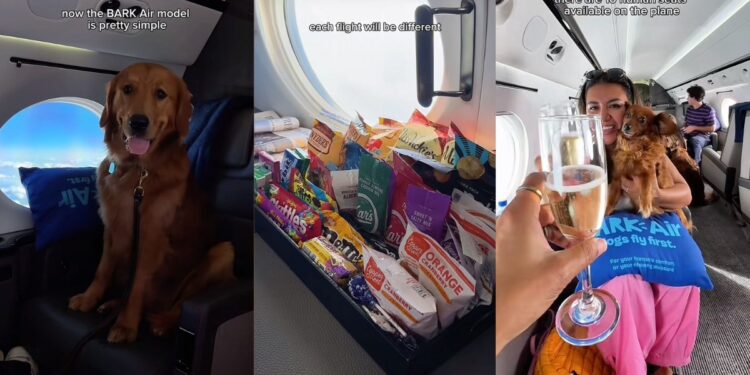 BARK Air : A 100% totally real airline for dogs.