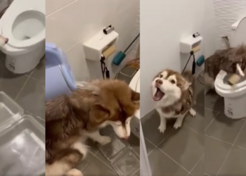 Husky Gets Poured Hot Water by Owner For Stealing Food