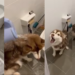 Husky Gets Poured Hot Water by Owner For Stealing Food