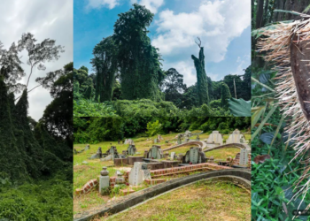 The Hidden Marvels of Bukit Brown: Singapore’s ‘Avatar Trees’