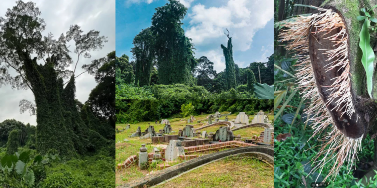 The Hidden Marvels of Bukit Brown: Singapore’s ‘Avatar Trees’