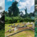 The Hidden Marvels of Bukit Brown: Singapore’s ‘Avatar Trees’