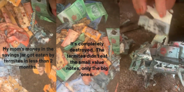 Termites Devour Woman’s Savings in Viral TikTok Video