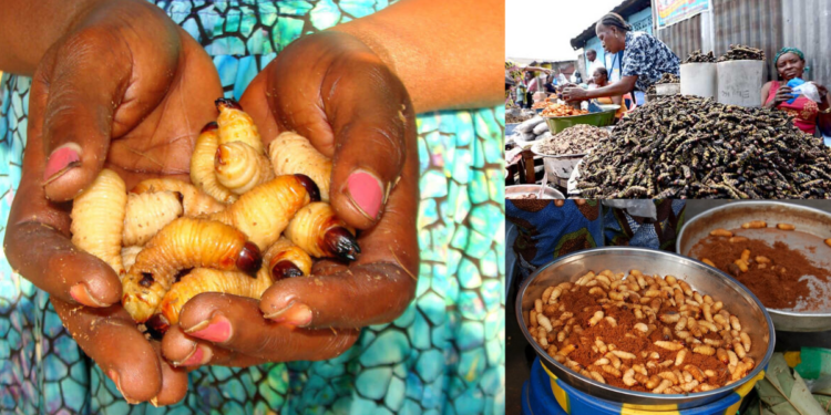 DR Congo Turns to Edible Insects to Combat Hunger and Climate Change