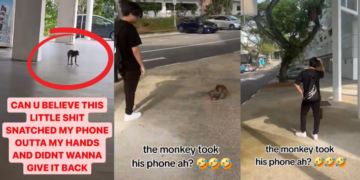 Monkey Snatches Student’s Phone at Ngee Ann Polytechnic