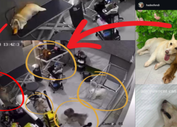 Pawkins Singapore’s groomers leave dogs unattended, Fendi the Corgi tragically hangs herself
