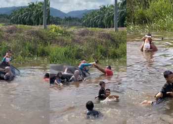 Swerving to Miss Monkeys, Family’s Car Dove into a Ditch