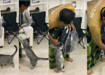 “Be Patient!” – Owner Scolding Furry for Eagerly Jumping into Bag