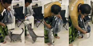 “Be Patient!” – Owner Scolding Furry for Eagerly Jumping into Bag