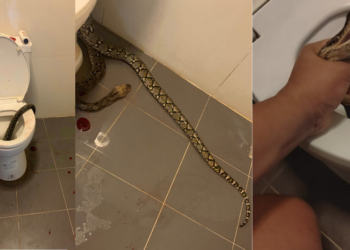 Thai Man Bitten on Testicles by Snake While Using the Toilet