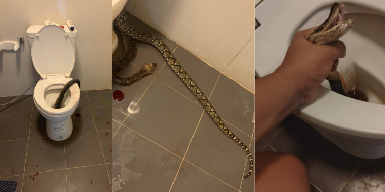 Thai Man Bitten on Testicles by Snake While Using the Toilet