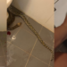 Thai Man Bitten on Testicles by Snake While Using the Toilet