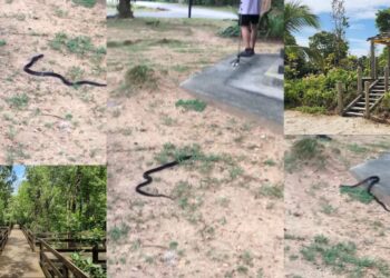 Snake Appears as Man Sings Soprano in Pasir Ris Park