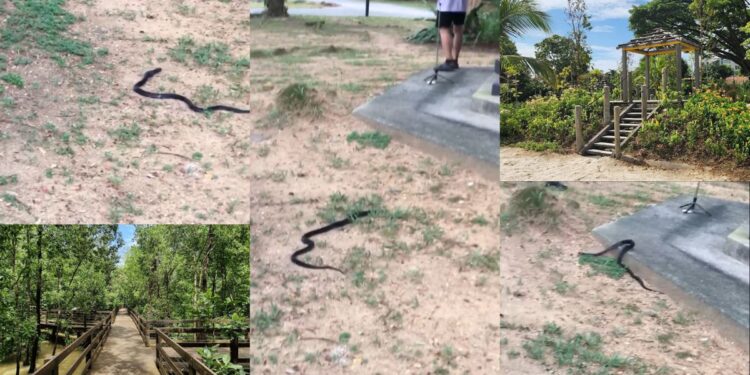 Snake Appears as Man Sings Soprano in Pasir Ris Park