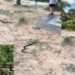 Snake Appears as Man Sings Soprano in Pasir Ris Park