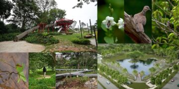 The New Bidadari Park: Bidadari Estate’s Green Lung