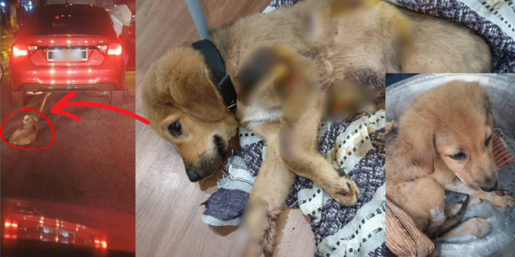 Dog Dragged Behind Car in Penang Stabilizes After Severe Injuries and Coronavirus Diagnosis