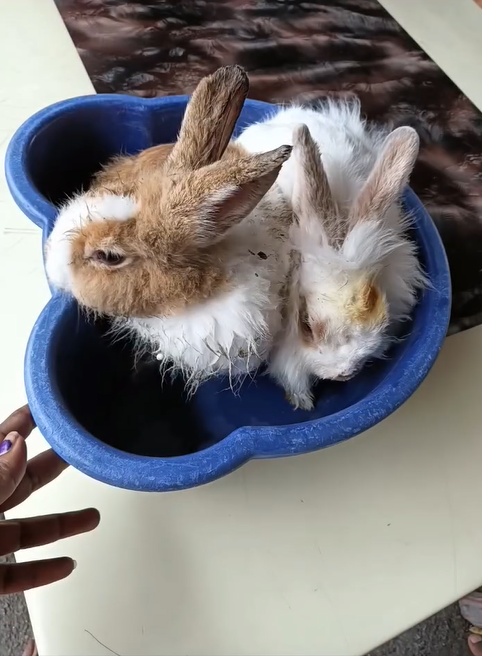 Man Rescues Trapped Rabbits from Raging Fire, Winning Hearts Online ...