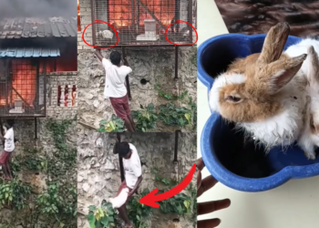 Man Rescues Trapped Rabbits from Raging Fire, Winning Hearts Online